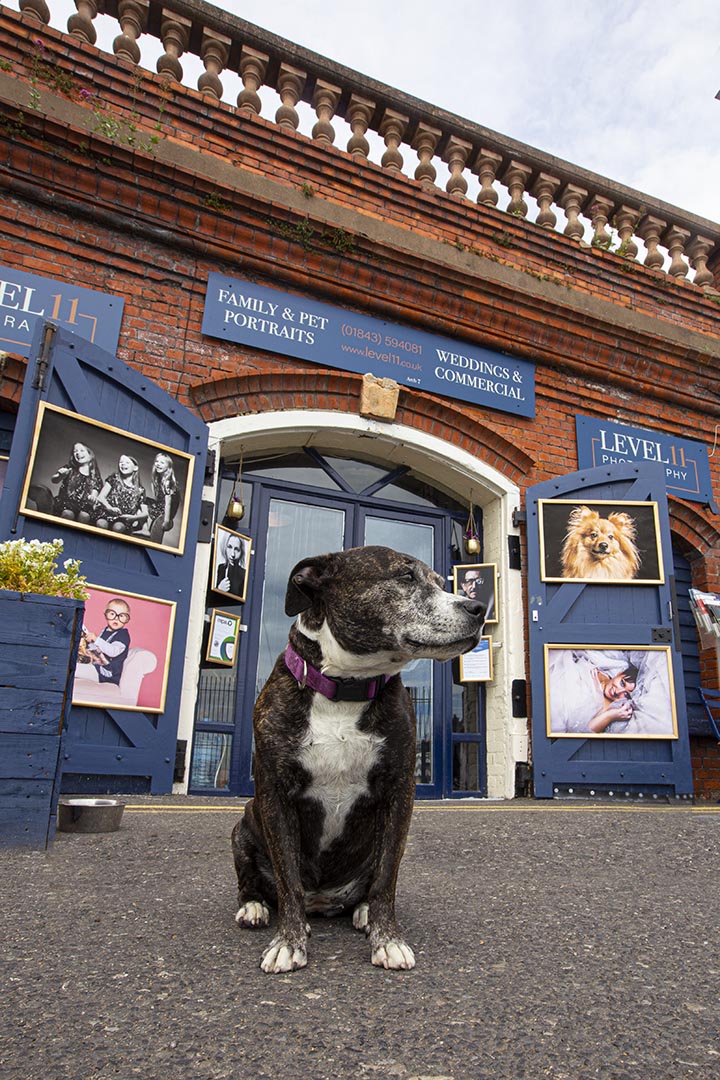 dog-friendly-photo-studio