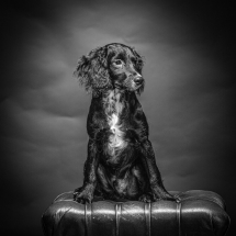dog_photographers_in_margate_broadstairs_ramsgate (7)